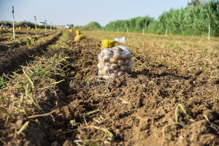 découvrez l'importance de la nutrition des sols pour améliorer la fertilité, favoriser la croissance des plantes et assurer des récoltes durables et abondantes.
