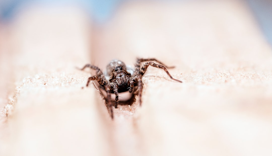 découvrez comment reconnaître et traiter une morsure d'araignée, ses symptômes courants et quand consulter un professionnel de santé.