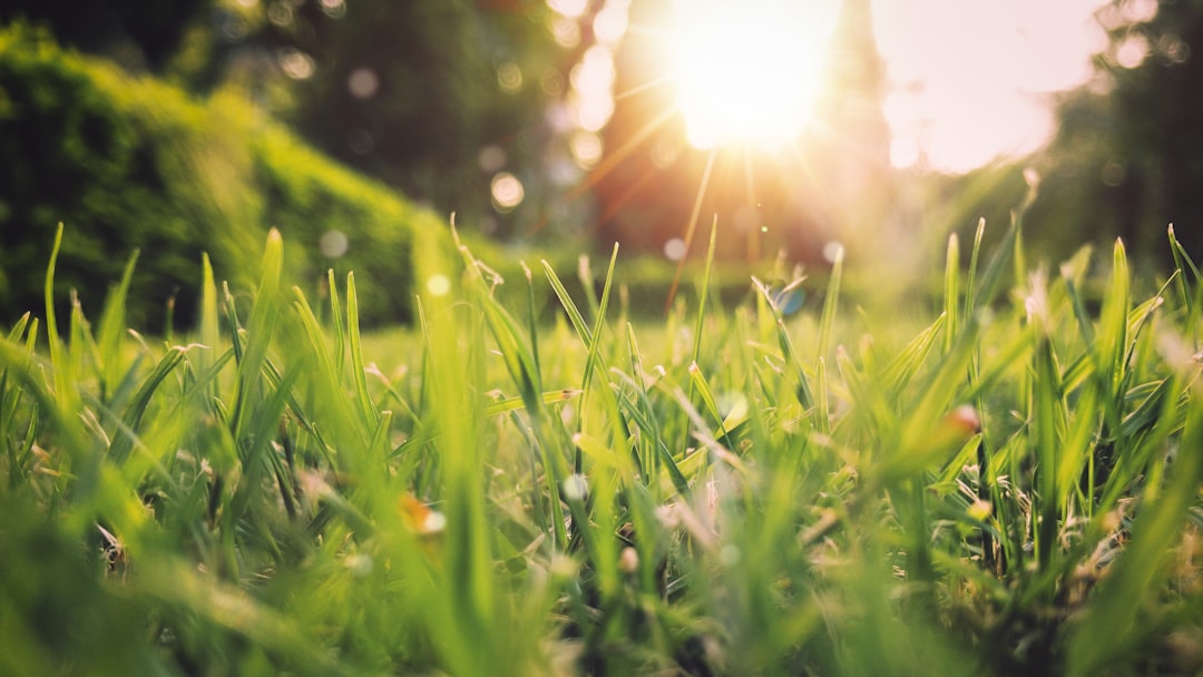découvrez le printemps, une saison de renouveau où la nature s'éveille, les fleurs s'épanouissent et les journées s'allongent. parfait pour explorer de nouvelles activités en plein air et profiter des paysages colorés.