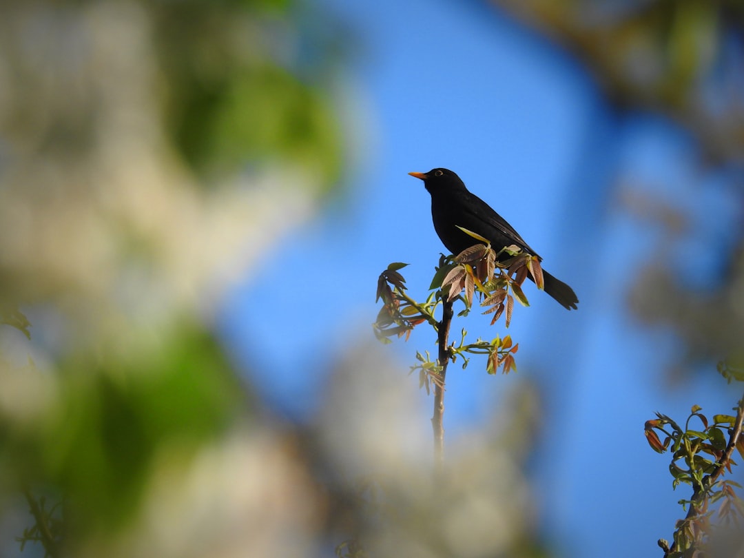 découvrez les secrets d'un jardin de printemps magnifique et florissant grâce à nos conseils experts en jardinage.