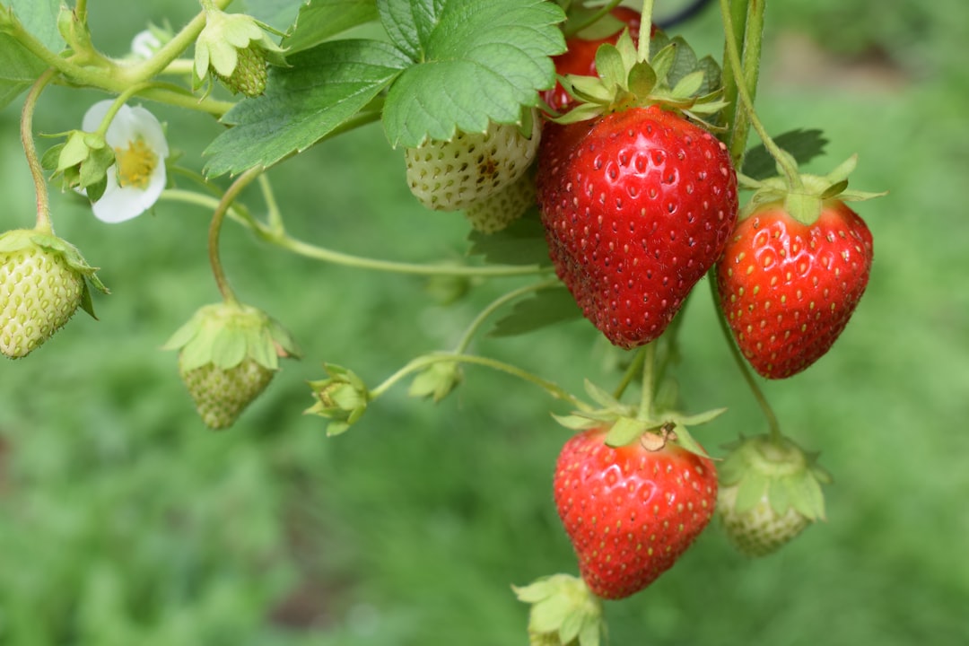 découvrez tout sur les fraises stagnantes : causes, impact sur la culture et solutions pour des fraises fraîches et savoureuses.