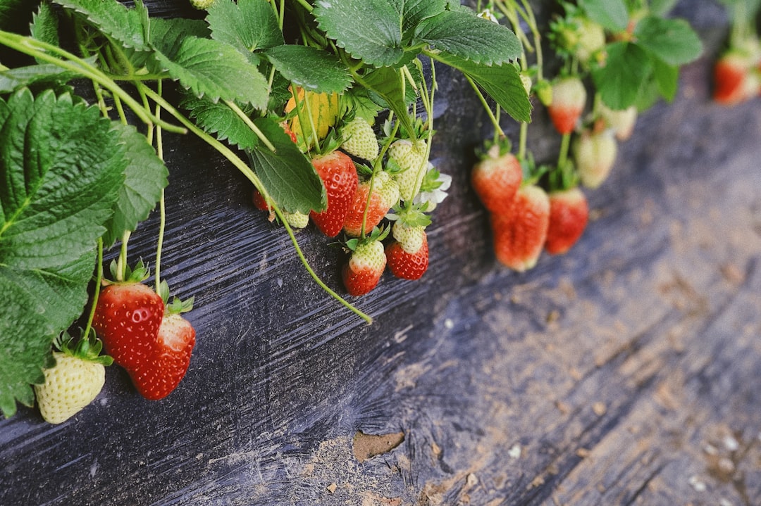 apprenez les meilleures méthodes pour la multiplication des fraisiers et obtenez de délicieuses fraises grâce à nos conseils pratiques de propagation.
