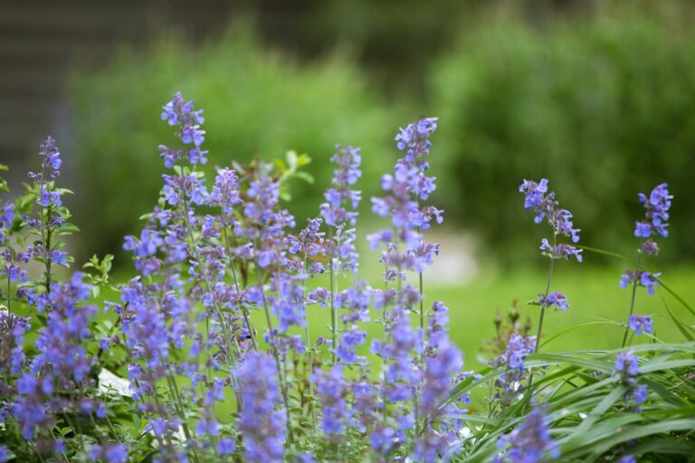 conseils essentiels pour créer une bordure estivale colorée et florissante dans votre jardin.