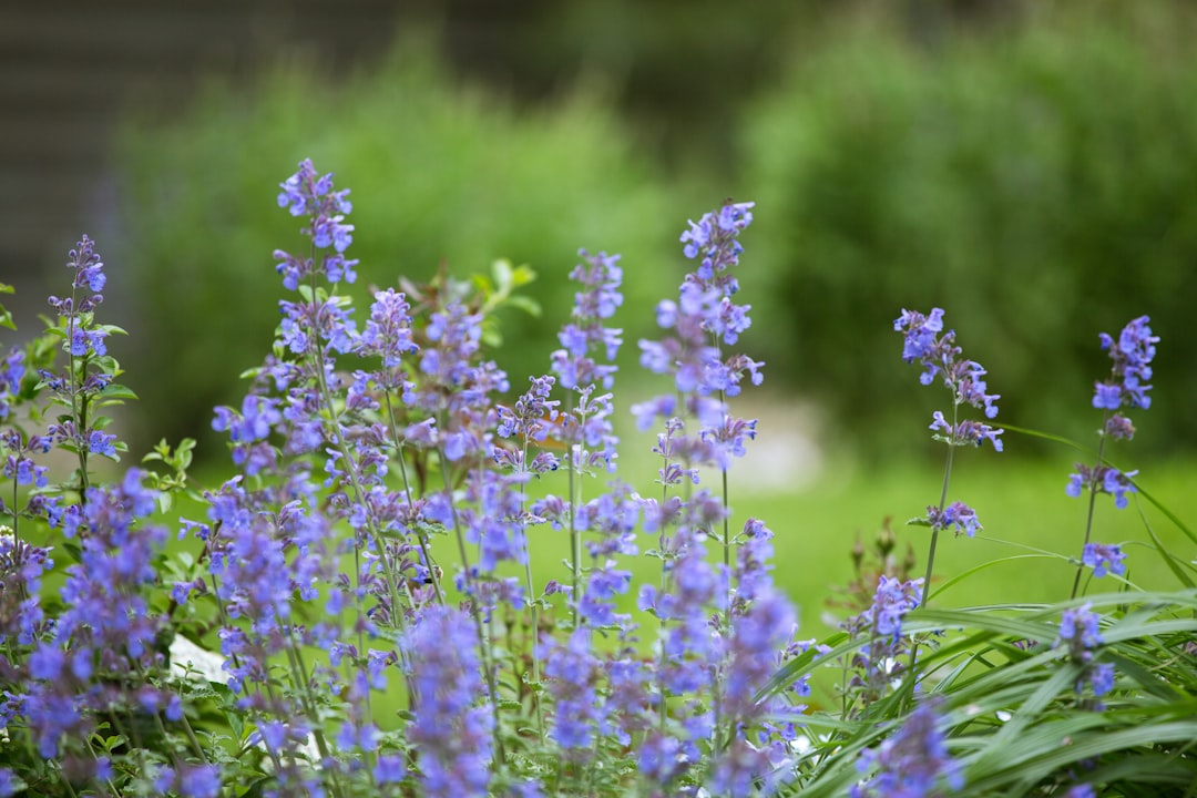 conseils essentiels pour créer une bordure estivale colorée et florissante dans votre jardin.