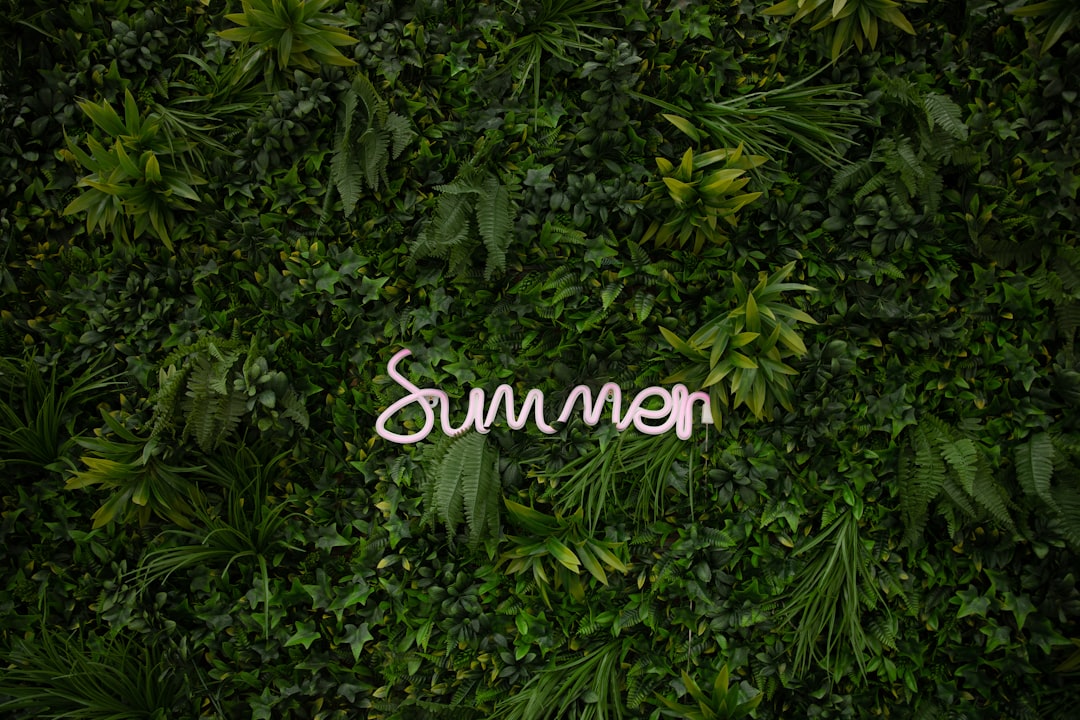 découvrez nos magnifiques jardins d'été, parfaits pour profiter du soleil, se détendre en plein air et embellir votre espace extérieur durant la belle saison.