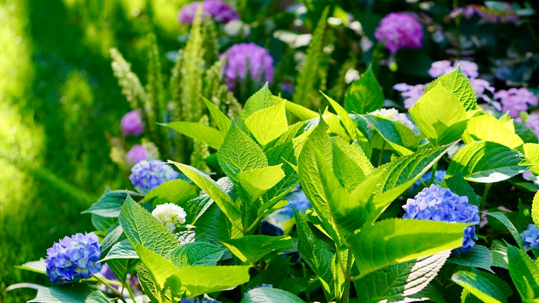 découvrez notre sélection de plantes vivaces d'été, idéales pour un jardin coloré et résistant pendant toute la saison estivale.