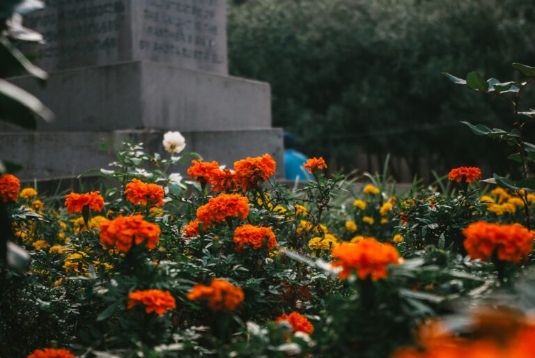 découvrez une sélection de plantes vivaces estivales idéales pour apporter couleur et éclat à votre jardin tout au long de l'été.