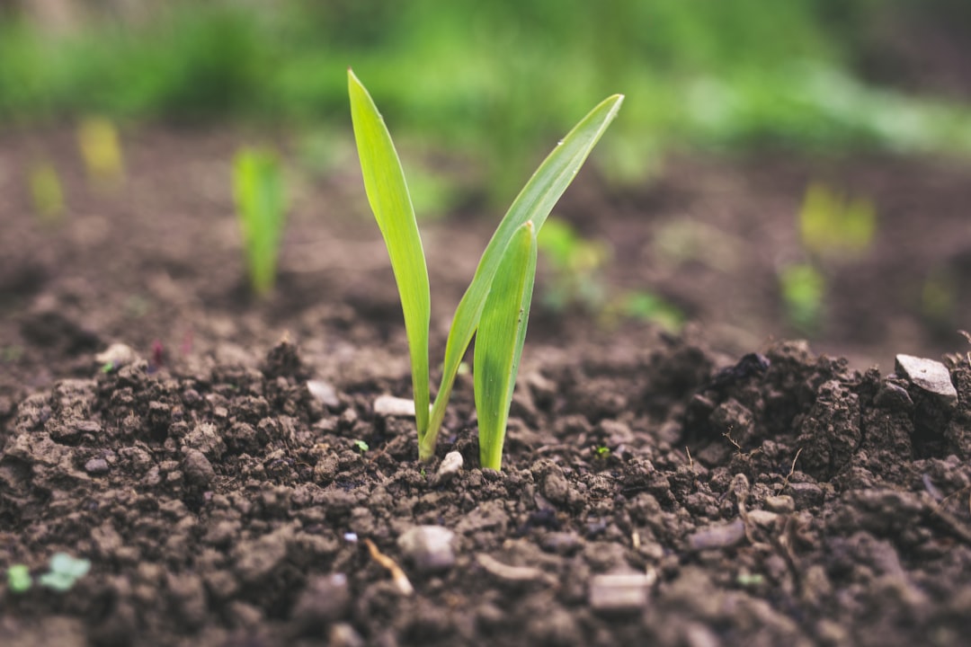 découvrez les pratiques d'agriculture durable pour préserver l'environnement, favoriser la biodiversité et garantir une production alimentaire responsable.