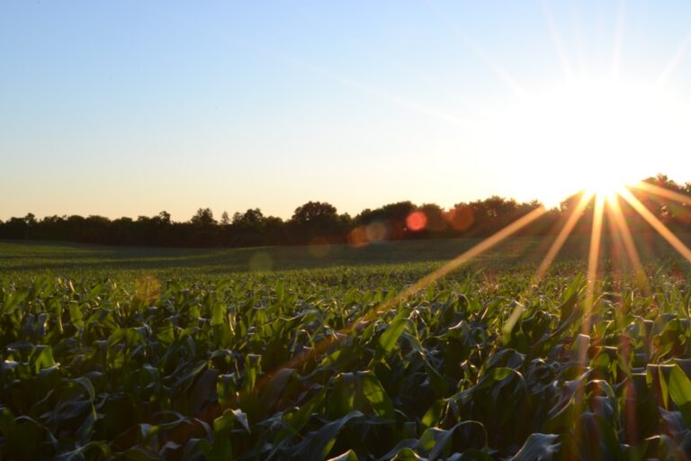 découvrez des pratiques agricoles durables pour préserver l'environnement, améliorer la qualité des sols et soutenir les communautés locales tout en produisant des aliments sains.