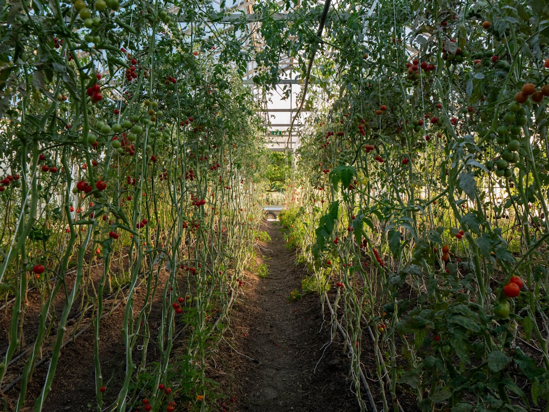découvrez nos conseils et astuces pour un jardinage durable, respectueux de l'environnement et bénéfique pour la biodiversité.