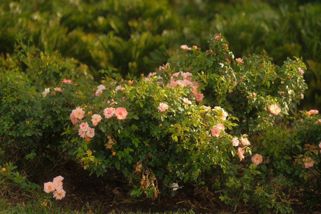 découvrez des conseils et astuces pour pratiquer le jardinage durable, préserver l'environnement et favoriser la biodiversité dans votre espace extérieur.