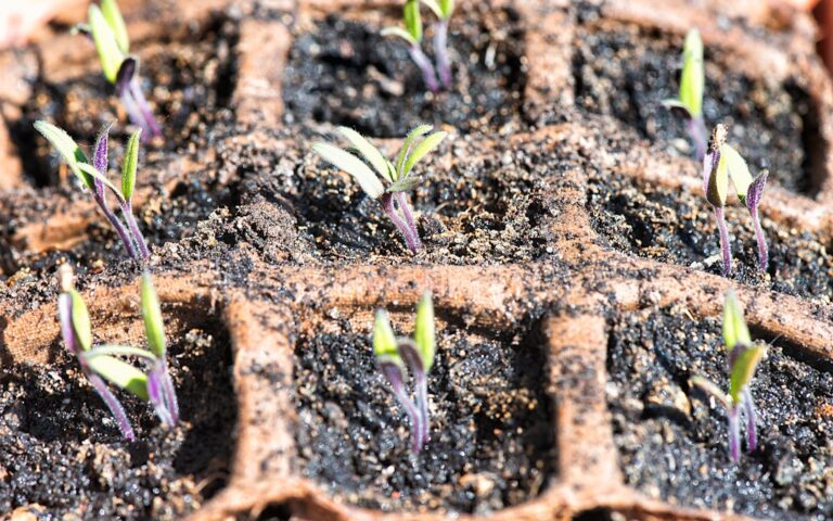 découvrez nos conseils et astuces pour un jardinage durable qui respecte l'environnement et favorise la biodiversité.