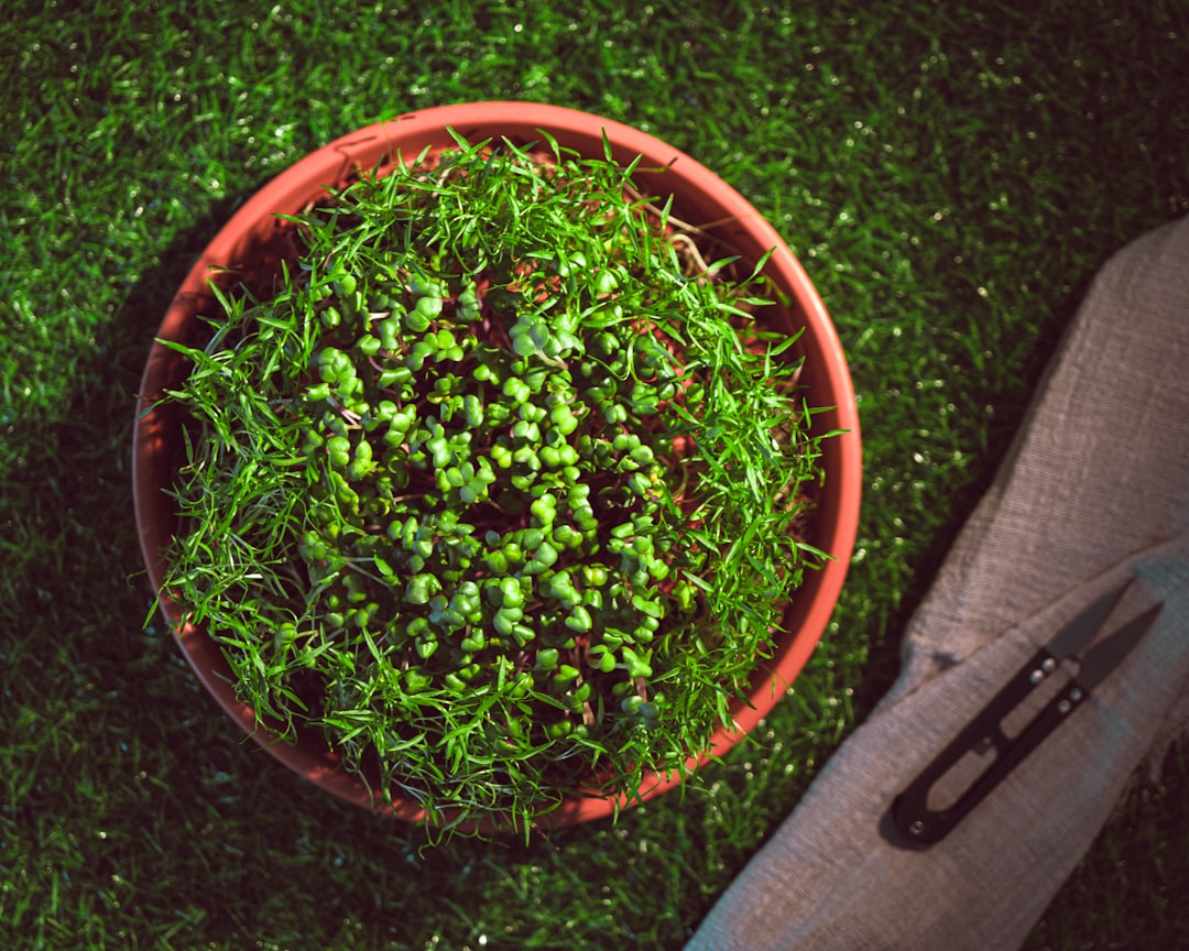 adoptez une résolution de jardinage durable pour préserver l'environnement, économiser les ressources et créer un espace vert épanouissant tout au long de l'année.