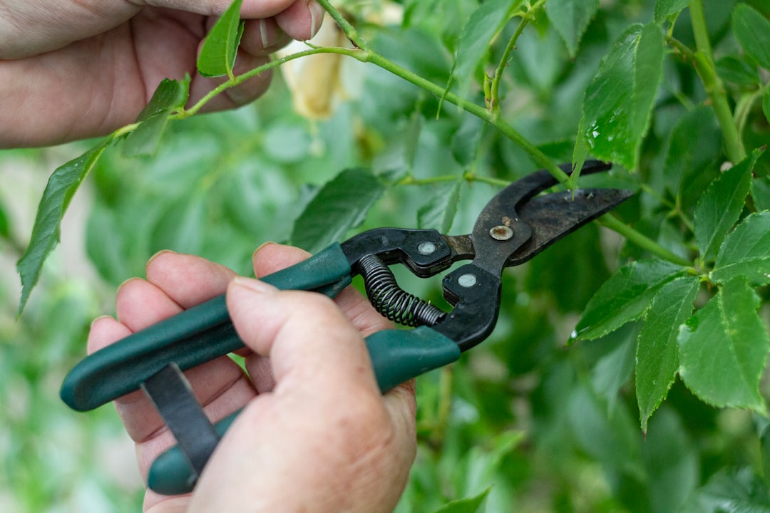 sécateurs suisses de haute qualité pour une taille précise et efficace de vos plantes et arbustes. résistance et confort garantis pour un jardinage facile.