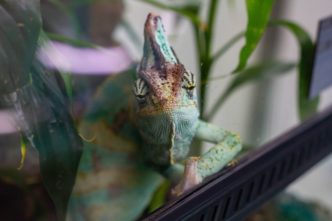 découvrez l'univers fascinant des terrariums, des écosystèmes en miniature qui apportent une touche de verdure et de sérénité à votre intérieur. explorez nos conseils pour créer, entretenir et personnaliser votre terrarium, tout en ajoutant une note originale à votre décoration.