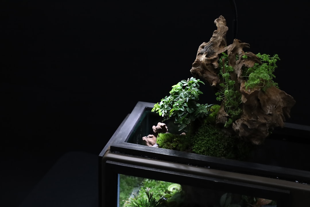 découvrez l'univers fascinant des terrariums : mini-jardins en verre alliant art et nature. apprenez à créer et entretenir ces écosystèmes enchanteurs pour embellir votre intérieur.