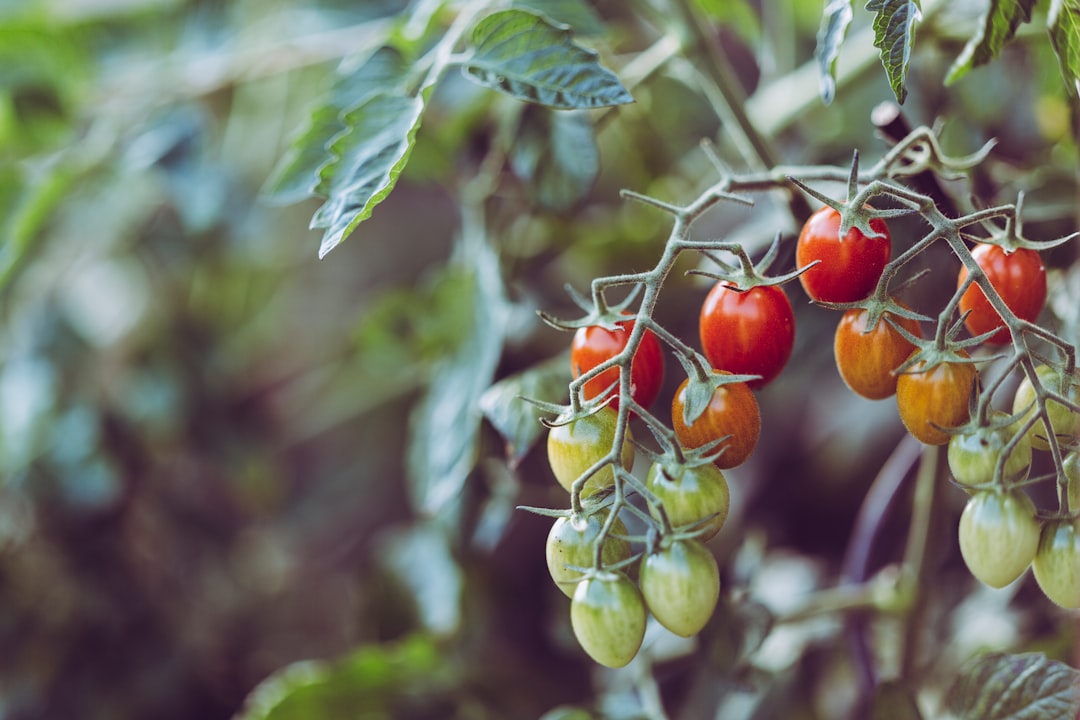 découvrez les secrets de la culture des tomates : conseils pratiques, variétés à privilégier, techniques d'entretien et astuces pour une récolte abondante. parfait pour les jardiniers débutants comme expérimentés.