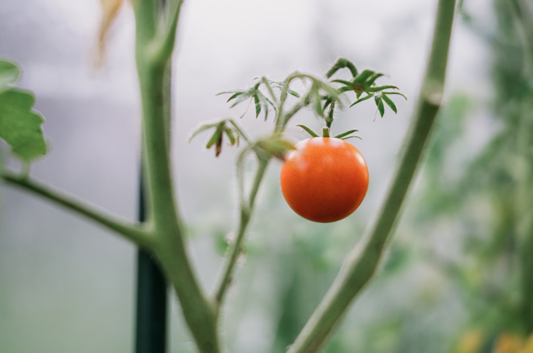 conseils pratiques pour réussir votre potager de tomates : astuces de culture, entretien et récolte pour des tomates savoureuses.