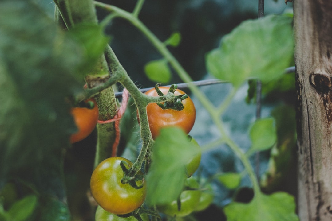 conseils pratiques pour réussir votre jardin de tomates : astuces de plantation, entretien, et récolte pour des tomates savoureuses.