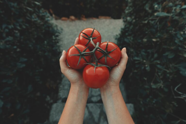 découvrez nos conseils et astuces pour réussir la culture de vos tomates, de la plantation à la récolte, pour un potager abondant et savoureux.