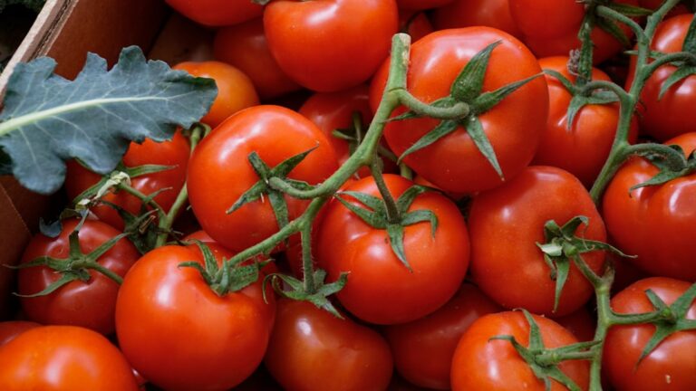 découvrez les meilleures techniques pour la récolte des tomates afin d'obtenir des fruits savoureux et mûrs à souhait.