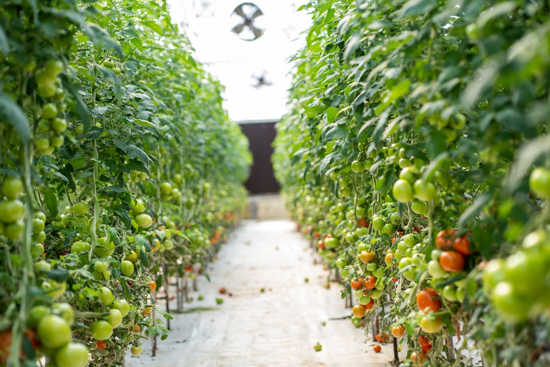 protégez vos plants de tomates contre les excès de chaleur grâce à nos conseils et solutions efficaces pour un jardinage réussi.