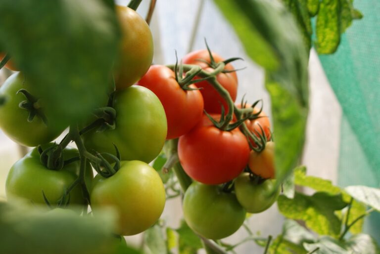 découvrez des conseils efficaces pour protéger vos plants de tomates contre la chaleur et assurer une récolte abondante et saine.