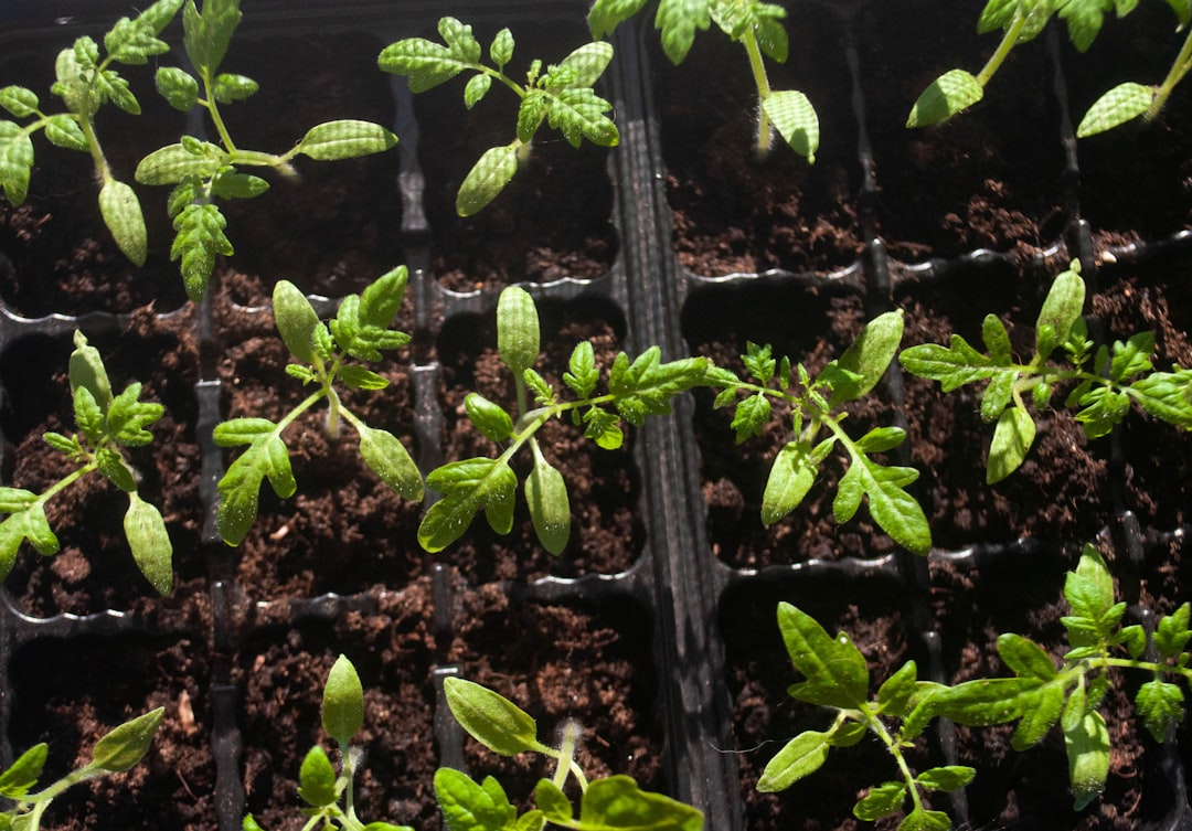 conseils pratiques pour la plantation de tomates : guide étape par étape pour réussir la culture de vos tomates au jardin.