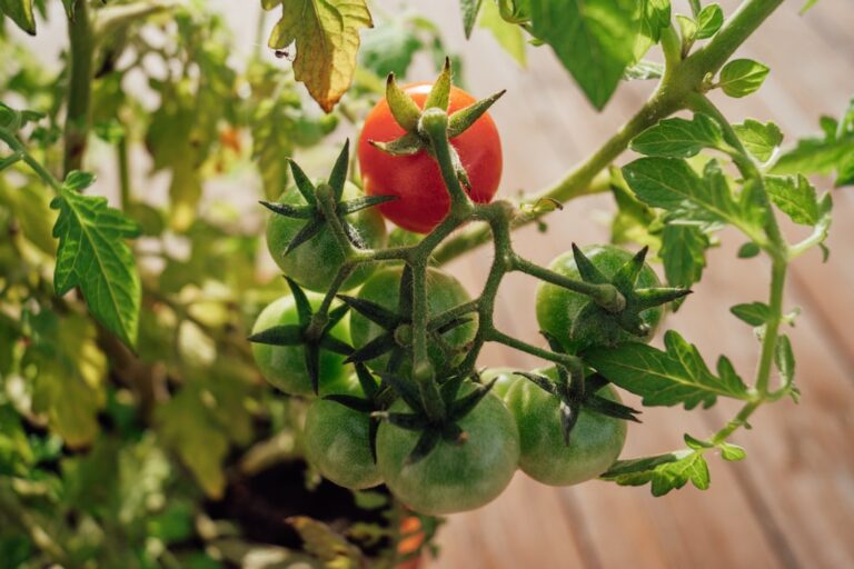 guide complet pour la plantation de tomates : conseils pratiques pour choisir les variétés, préparer le sol, semer et entretenir vos plants afin d'assurer une récolte abondante et savoureuse.