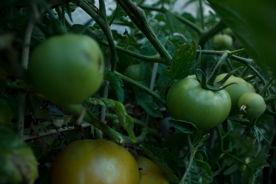 découvrez le meilleur moment pour planter vos tomates afin d'assurer une récolte abondante et savoureuse. conseils pratiques pour réussir la plantation selon la saison.