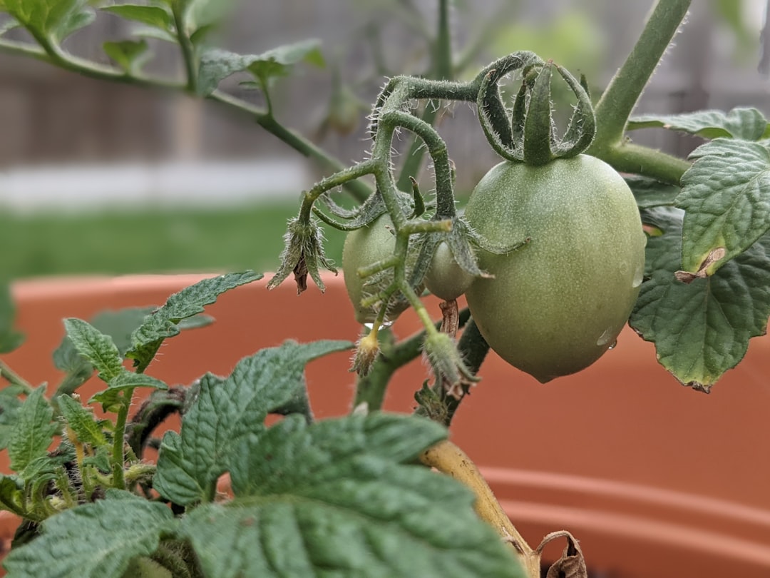 découvrez le meilleur moment pour planter vos tomates afin d'optimiser leur croissance et obtenir une récolte abondante.