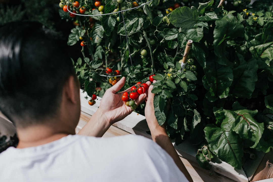 apprenez à tailler vos plants de tomates pour favoriser une meilleure croissance, augmenter la production de fruits et prévenir les maladies.