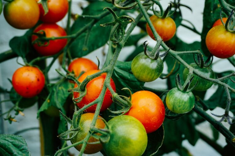 découvrez les meilleures techniques de taille de la tomate pour favoriser une croissance saine et une récolte abondante.