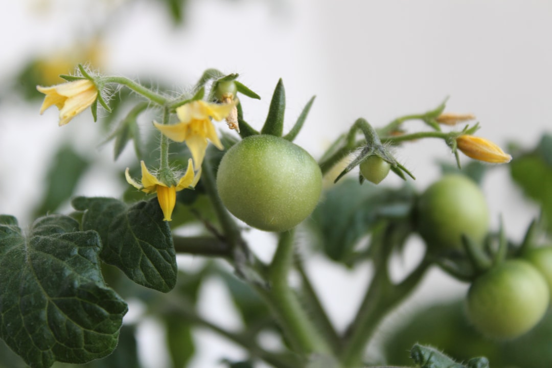 découvrez comment tailler vos pieds de tomates pour favoriser une meilleure croissance, maximiser la production de fruits et maintenir des plantes saines avec nos conseils de taille efficaces.