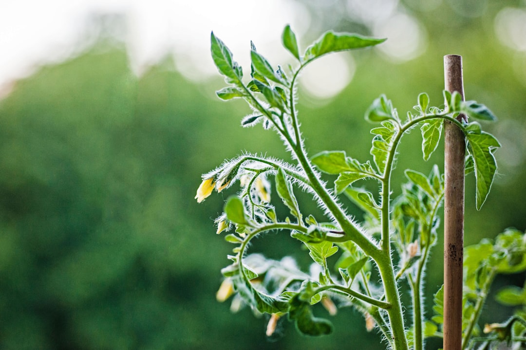 apprenez les techniques essentielles de la taille des tomates pour obtenir une meilleure croissance, augmenter la production et garder vos plants en bonne santé.
