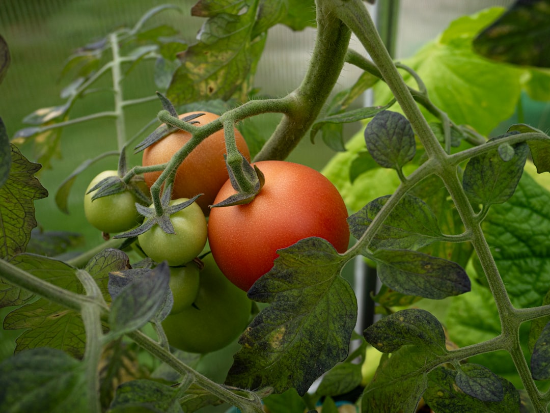 découvrez comment identifier et éliminer les gourmands de tomates pour favoriser une croissance saine et productive de vos plants de tomates.