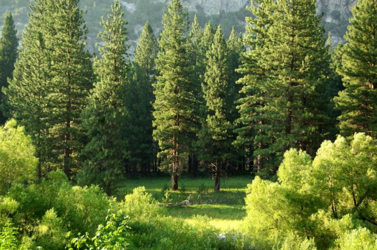 découvrez l'univers fascinant des arbres, leurs types, leur importance écologique et comment ils embellissent notre environnement.