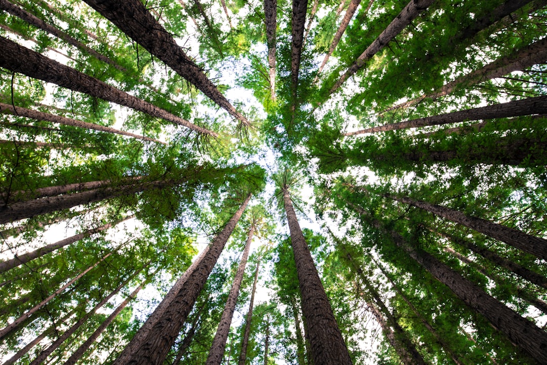 découvrez tout sur les arbres : leur importance, leurs variétés, et comment ils contribuent à l'équilibre écologique et à la beauté de notre planète.