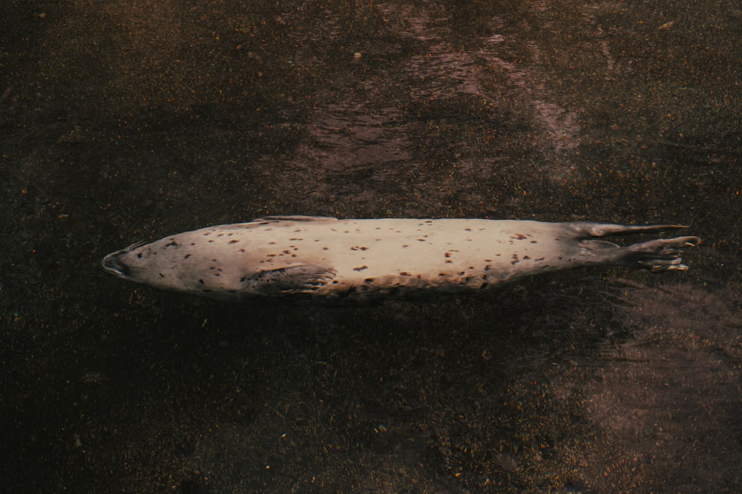 découvrez la machette agricole truper, un outil robuste et performant idéal pour les travaux agricoles et de jardinage. sa lame tranchante et son manche ergonomique offrent une coupe précise et un confort optimal.