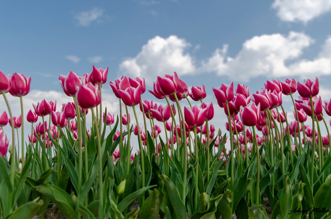 découvrez comment conserver la beauté des tulipes grâce à des méthodes de préservation efficaces et durables.