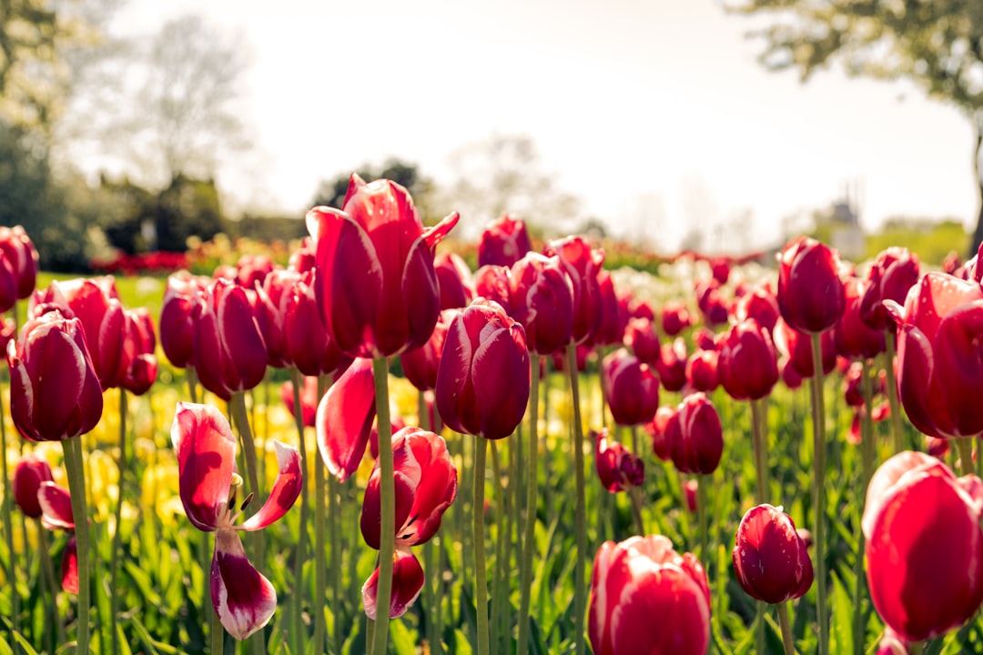 découvrez nos méthodes innovantes de préservation des tulipes pour garder leur beauté et fraîcheur plus longtemps. conseils et astuces pour prolonger la vie de vos tulipes.