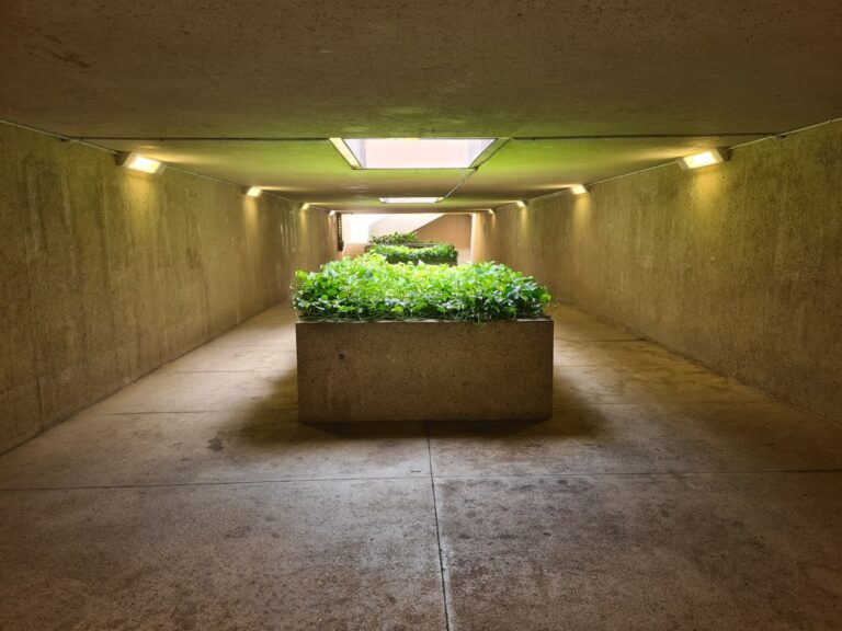 découvrez le jardinage souterrain : une méthode innovante pour cultiver vos plantes en milieu souterrain, optimisant l'espace et la croissance.