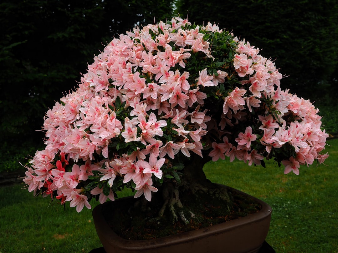 découvrez notre collection de plantes uniques, idéales pour embellir votre intérieur ou jardin. chaque plante est soigneusement sélectionnée pour sa rareté et son originalité, apportant une touche spéciale à votre espace. explorez la diversité de la nature avec nos spécimens hors du commun.