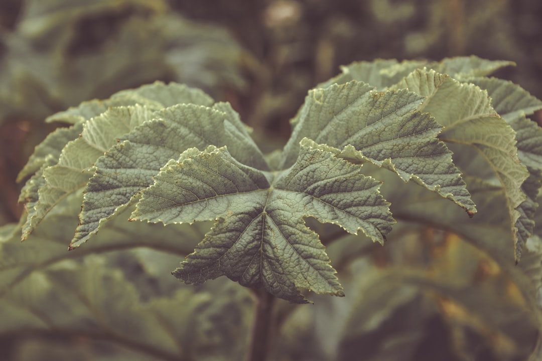 découvrez notre collection de plantes uniques qui apporteront une touche d'originalité à votre intérieur. explorez des espèces rares et élégantes qui raviront les amateurs de botanique et les passionnés de décoration.