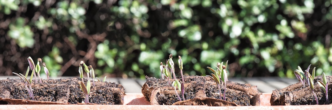 découvrez nos conseils et astuces pour le jardinage urbain, une méthode écologique pour cultiver vos plantes en ville facilement.