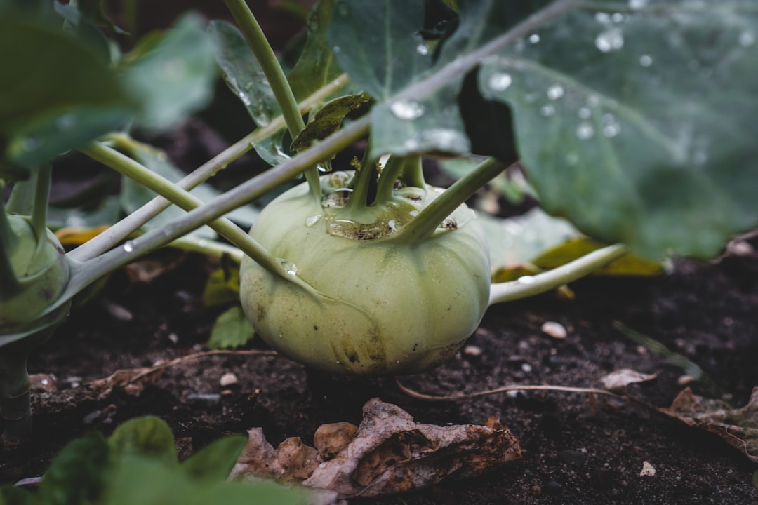 découvrez nos conseils pratiques et astuces pour réussir votre jardin potager et cultiver des légumes frais chez vous.