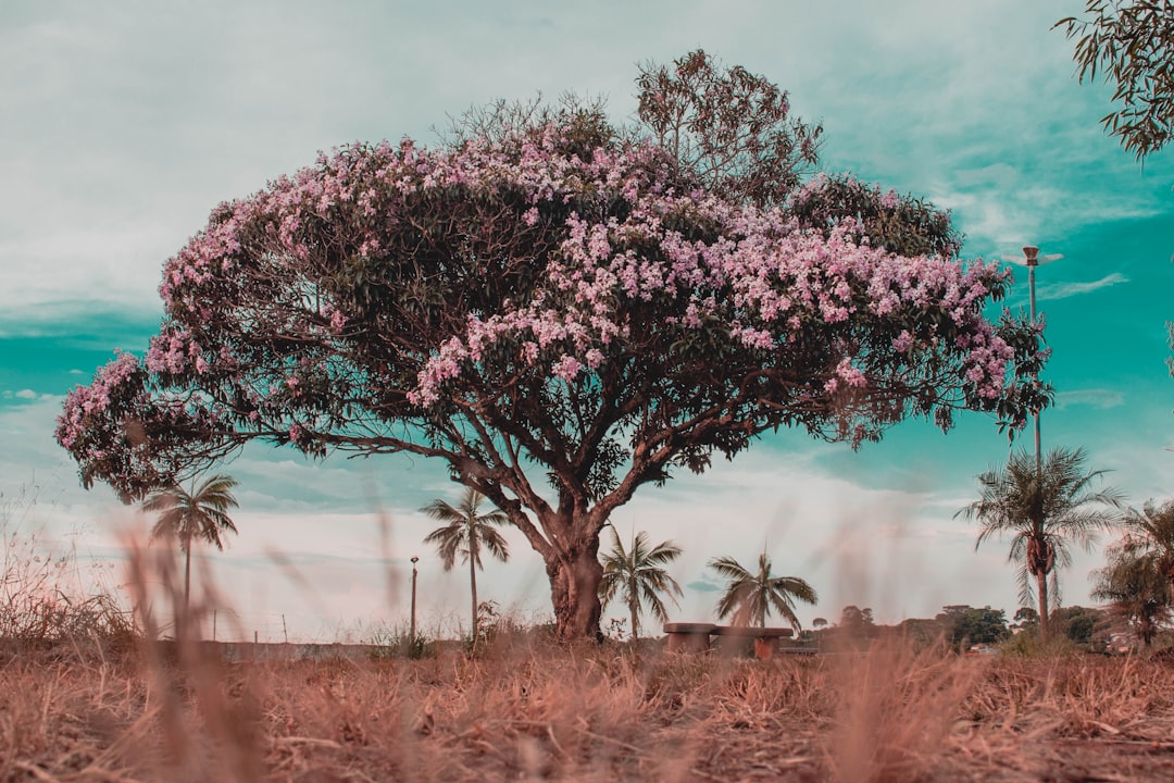 découvrez l'univers fascinant de la végétation, ses différents types, son rôle essentiel pour l'environnement et sa biodiversité. plongez au cœur de la nature et comprenez l'importance des plantes pour notre écosystème.