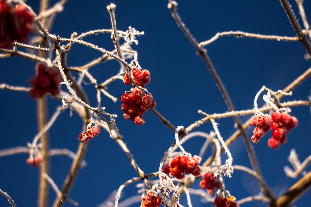 découvrez le viburnum, un arbuste ornemental apprécié pour ses fleurs magnifiques et son feuillage décoratif. parfait pour embellir votre jardin toute l'année.