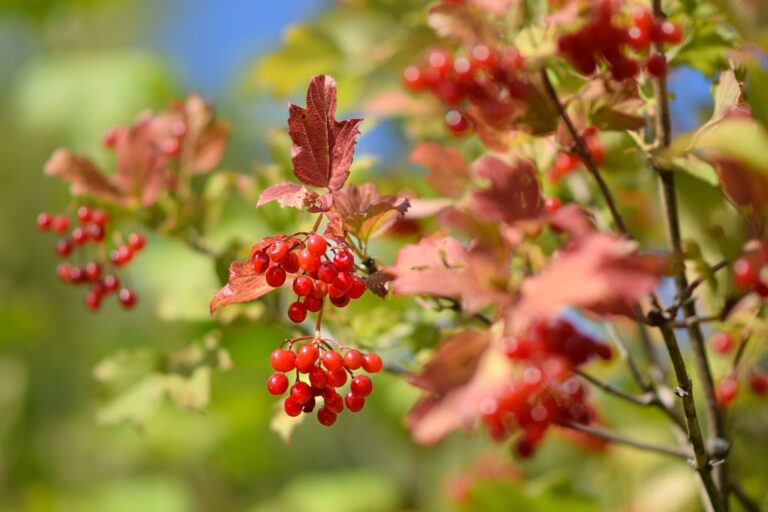 découvrez le viburnum, un arbuste ornemental idéal pour embellir votre jardin avec ses fleurs élégantes et son feuillage coloré.