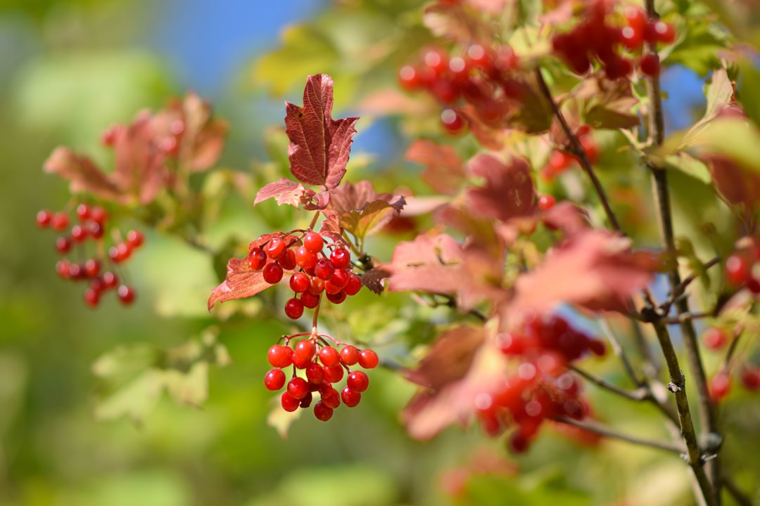découvrez le viburnum, un arbuste ornemental idéal pour embellir votre jardin avec ses fleurs élégantes et son feuillage coloré.